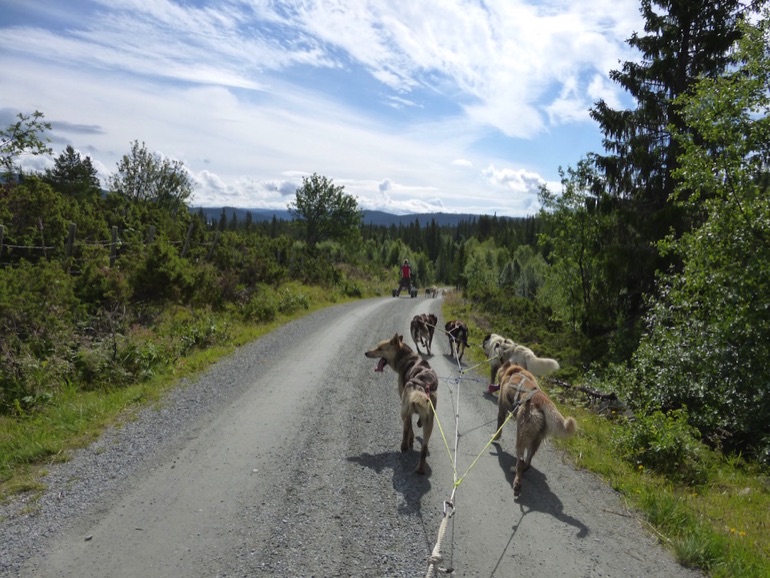 Husky cart safari